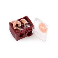 Sharpener on white background